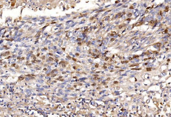 a06060 3 gmnn primary antibodies ihc testing 6