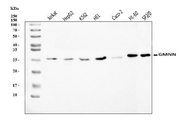 a06060 3 gmnn primary antibodies wb testing 1