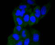 ICC staining GART in Hela cells (green)