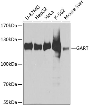 a06061 gart primary antiboties wb testing 1