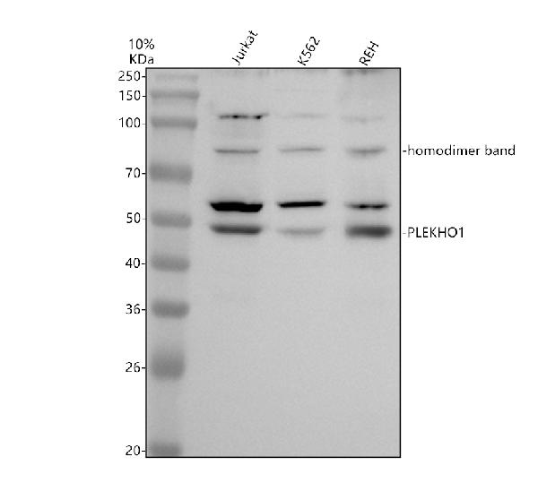 Western blot analysis of PLEKHO1 using anti-PLEKHO1 antibody (A06065-1)