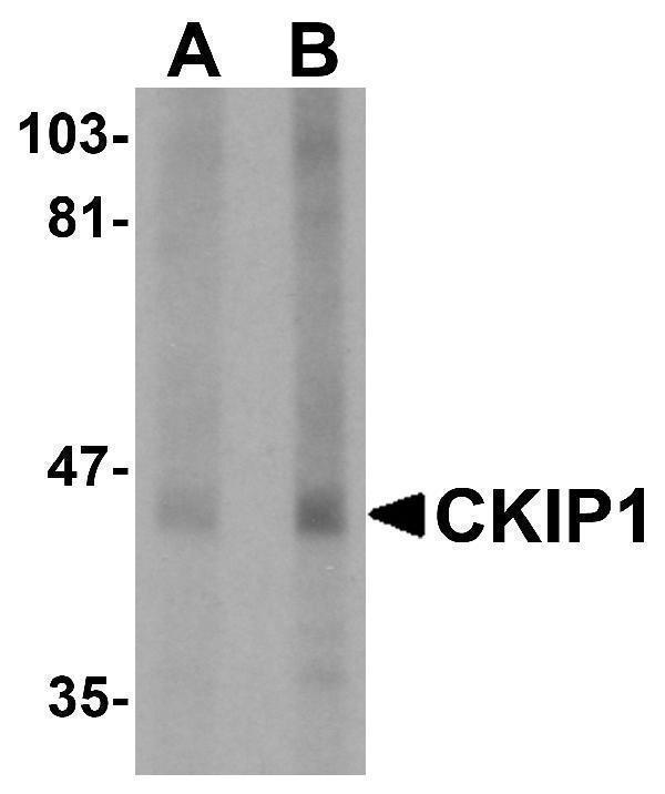 a06065 plekho1 primary antibodies wb testing 1