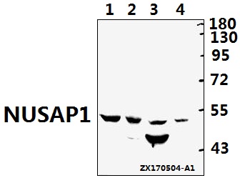 a06066 1 nusap1 primary antiboties wb testing 1