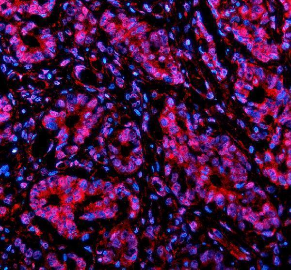 a06066 2 nusap1 primary antibodies if testing 1