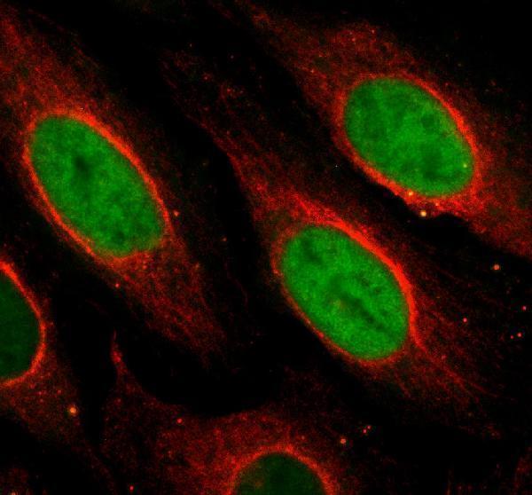 a06066 2 nusap1 primary antibodies if testing 2