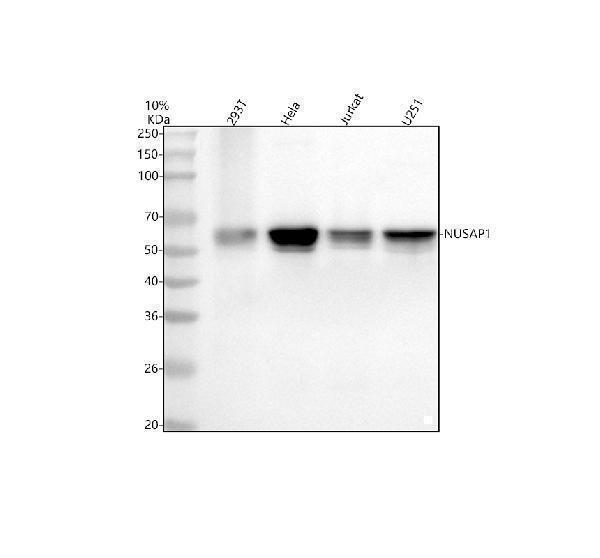  Western blot analysis of NUSAP1 using anti-NUSAP1 antibody (A06066-2)