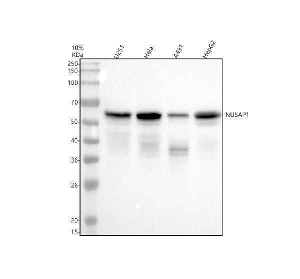 a06066 2 nusap1 primary antibodies wb testing 1_1