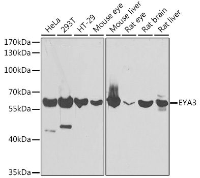 a06067 eya3 primary antiboties wb testing 1
