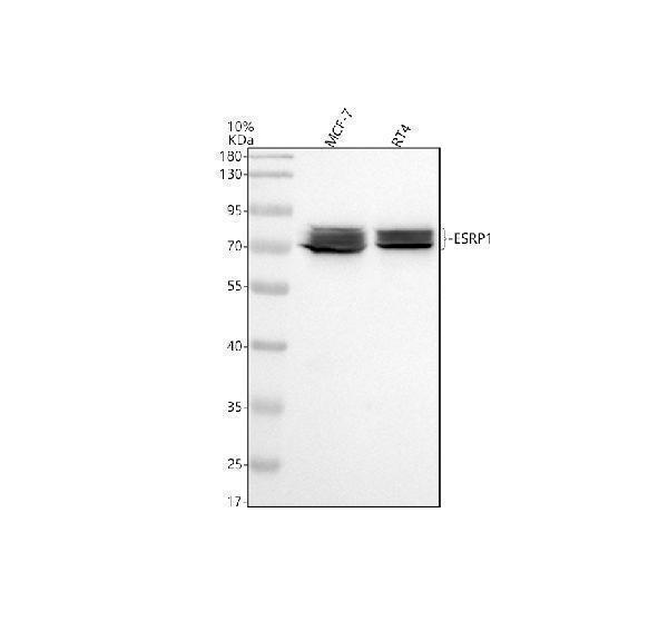 Western blot analysis of ESRP1 using anti-ESRP1 antibody (A06068-1)