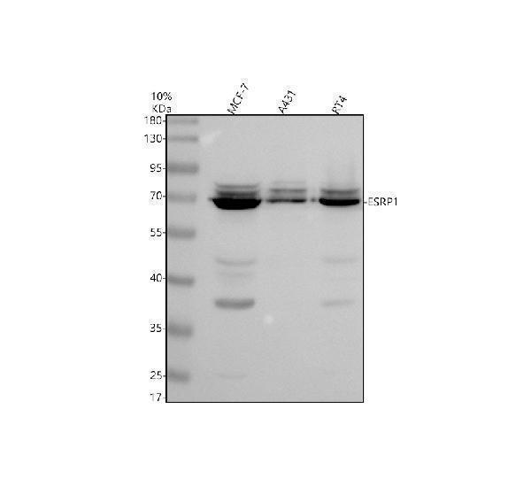Western blot analysis of ESRP1 using anti-ESRP1 antibody (A06068-1)