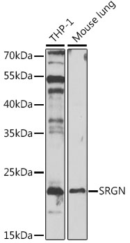 Western blot analysis of extracts of various cell lines, using SRGN antibody  at 1:1000 dilution