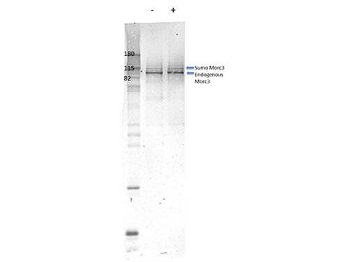 a06075 1 morc3 primary antibodies wb testing 1