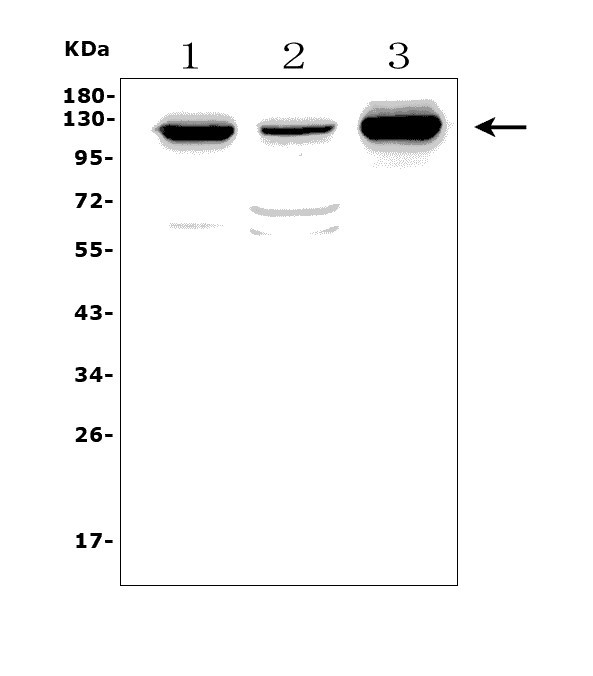 a06075 4 morc3 primary antibodies wb testing 1