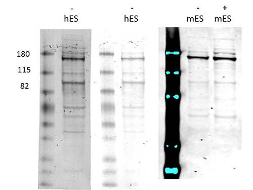 Western Blot of Rabbit anti-Morc3 antibody