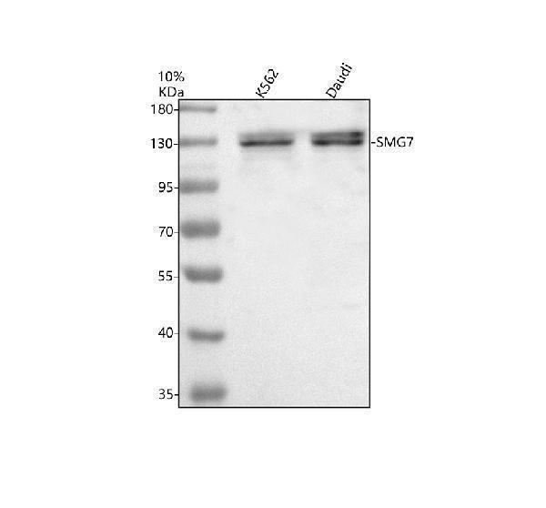a06078 2 smg7 primary antibodies wb testing 1