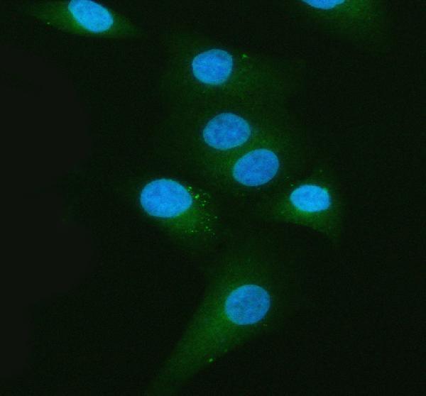  IF analysis of Melanophilin/MLPH using anti-Melanophilin/MLPH antibody (A06081-3)