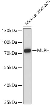 Western blot analysis of extracts of Mouse stomach, using MLPH antibody  at 1:1000 dilution