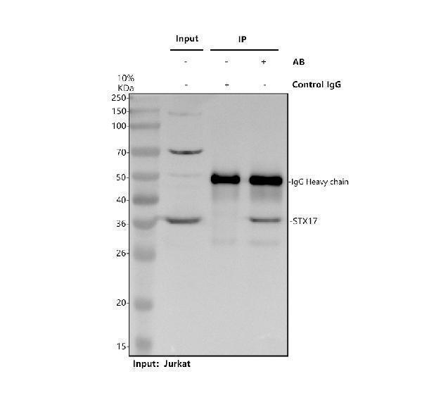 a06085 1 stx17 primary antibodies ip testing 1