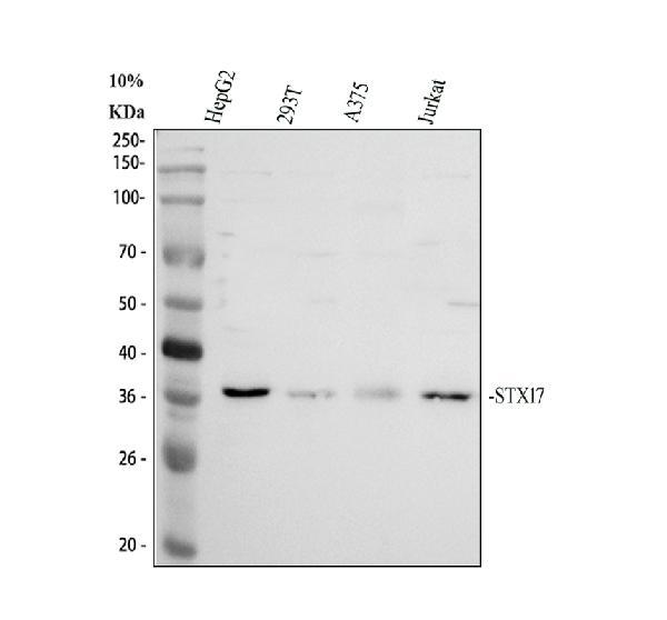 Western blot analysis of STX17 using anti-STX17 antibody (A06085-1)