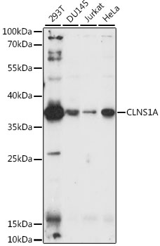 a06086 1 clns1a primary antiboties wb testing 1