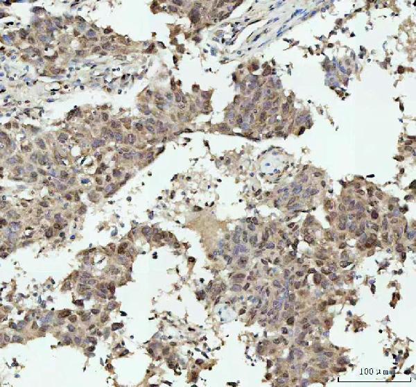 a06087 1 nova1 primary antibodies ihc testing 2
