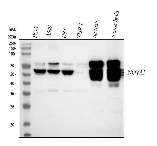 a06087 1 nova1 primary antibodies wb testing 1