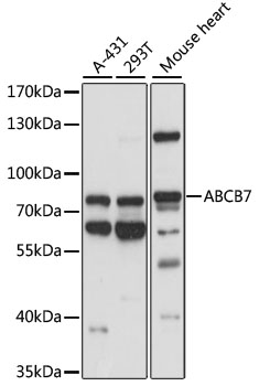 Western blot analysis of extracts of various cell lines, using ABCB7 antibody  at 1:1000 dilution