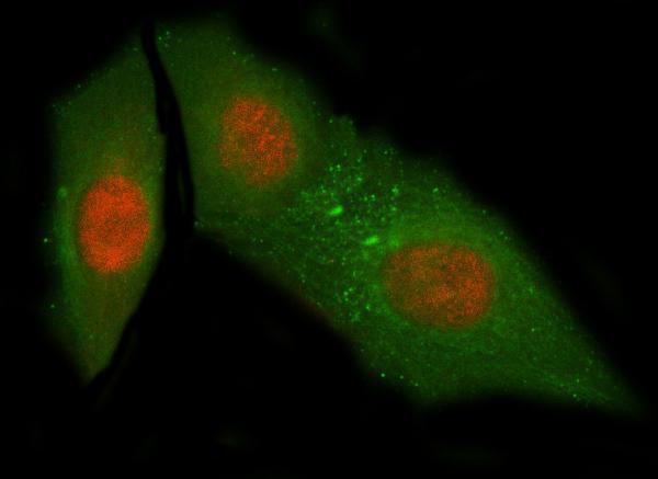 a06089 2 nub1 primary antibodies if testing 5