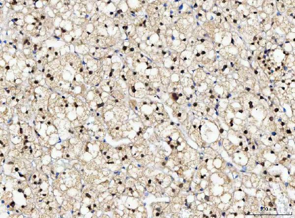 IHC analysis of NUB1 using anti-NUB1 antibody (A06089-2)