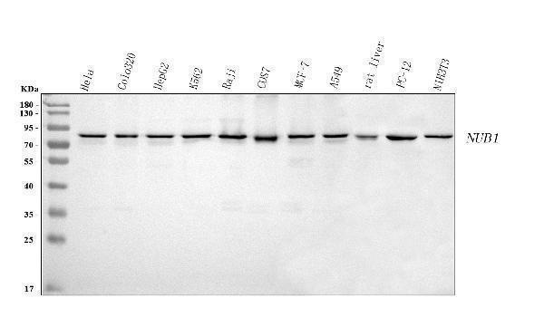  Western blot analysis of NUB1 using anti-NUB1 antibody (A06089-2)