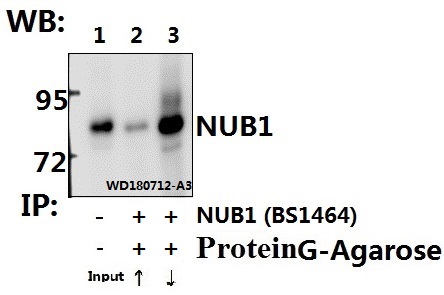 a06089y601 nub1 primary antiboties ip testing 3