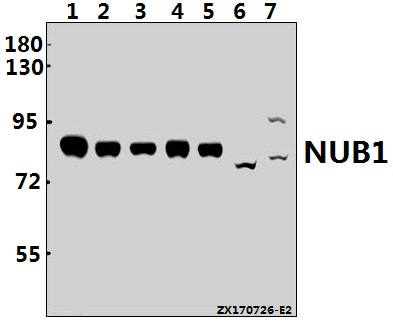 a06089y601 nub1 primary antiboties wb testing 1