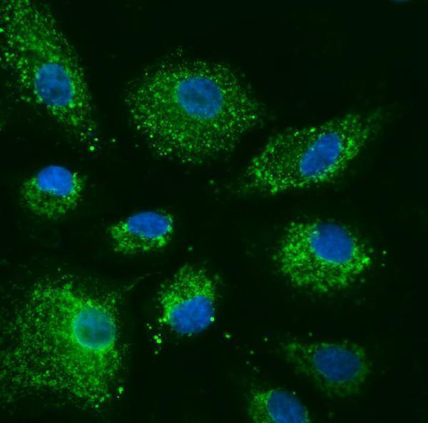 a06090 2 cox5b primary antibodies if testing 13