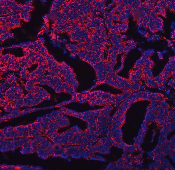 a06090 2 cox5b primary antibodies if testing 16