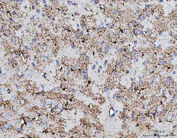 a06090 2 cox5b primary antibodies ihc testing 10