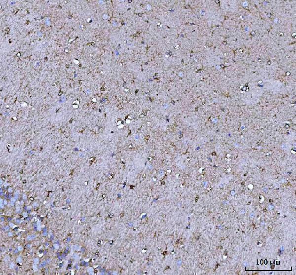 a06090 2 cox5b primary antibodies ihc testing 11
