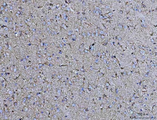 a06090 2 cox5b primary antibodies ihc testing 12