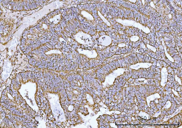a06090 2 cox5b primary antibodies ihc testing 4