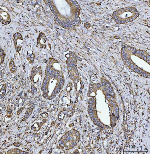 a06090 2 cox5b primary antibodies ihc testing 5