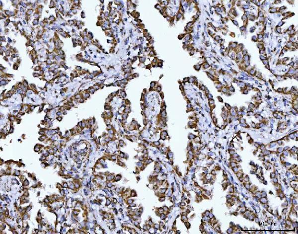 a06090 2 cox5b primary antibodies ihc testing 6