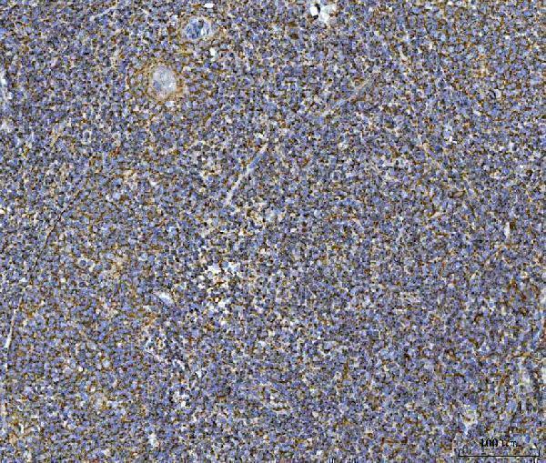 a06090 2 cox5b primary antibodies ihc testing 7