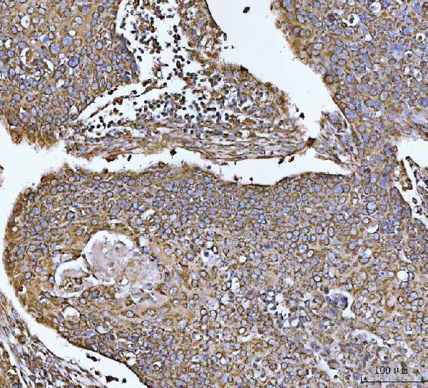 a06090 2 cox5b primary antibodies ihc testing 8