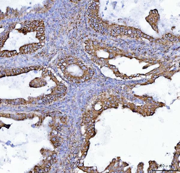 a06090 2 cox5b primary antibodies ihc testing 9