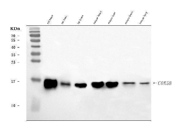  Western blot analysis of COX5B using anti-COX5B antibody (A06090-2)