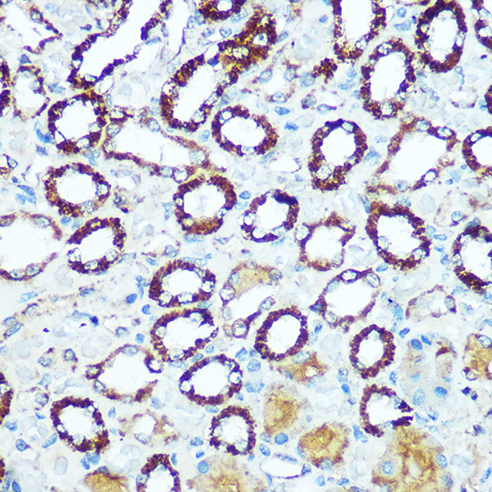 a06090 cox5b primary antiboties ihc testing 4