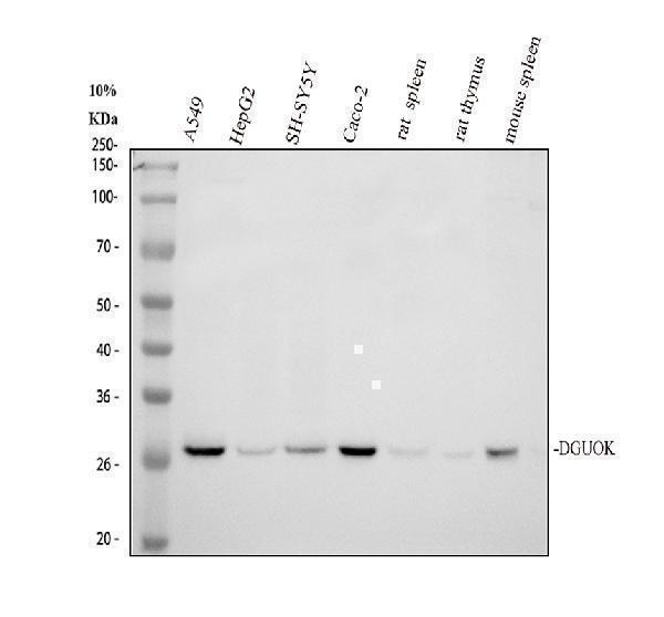 a06092 1 dguok primary antibodies wb testing 1
