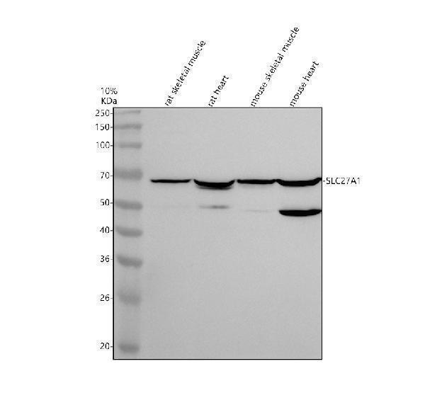 a06094 slc27a1 primary antibodies wb testing 1