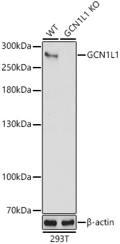 Western blot analysis of extracts from wild type and GCN1L1 knockout  293T cells, using GCN1L1 antibody  at 1:3000 dilution