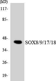 Western blot analysis of the lysates from HeLa cells using SOX8/9/17/18 antibody
