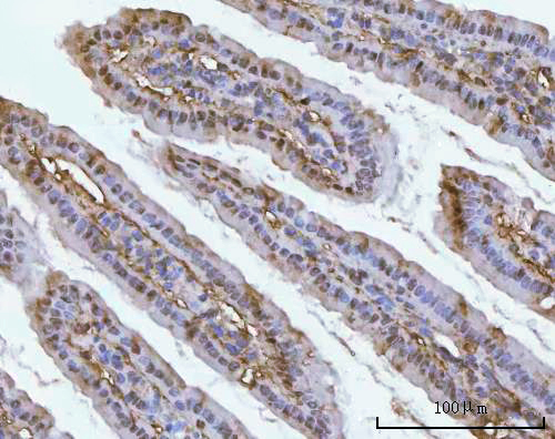 a06099 1 psmc4 primary antibodies ihc testing 6